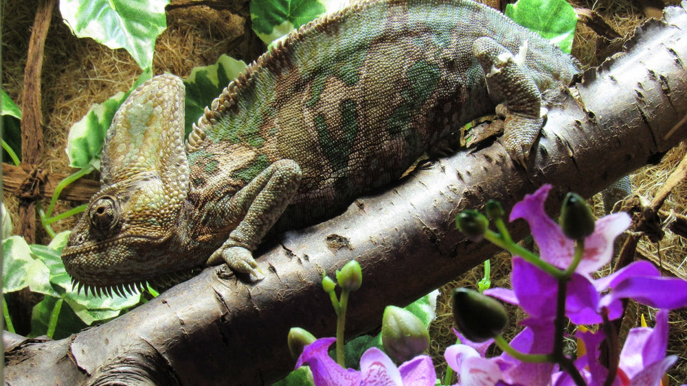 Kurk als achterwand in je terrarium