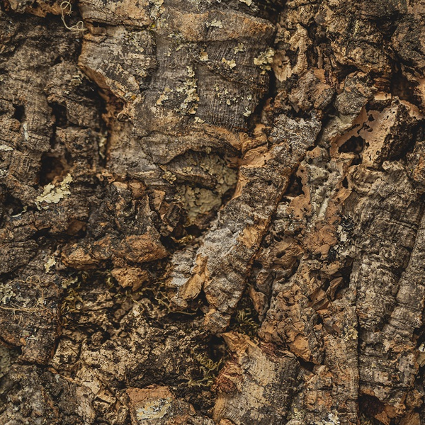 Bagvægsterrarium - Korkbræt Skov - 60x29,5cm