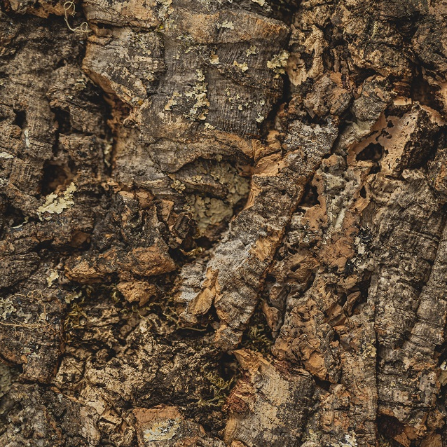 Kurk24 Wandkurk plaat - Cork Forest - 60 x 29,5cm
